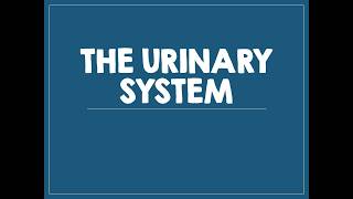 Anatomy and Physiology Curriculum- Unit 12- Urinary System