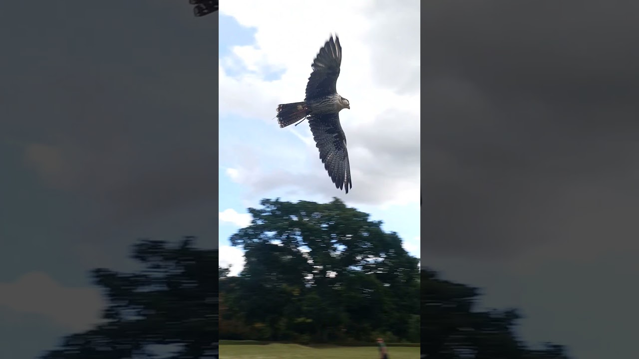 LUGGER FALCON STRIKE AND FLYBY!