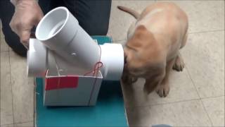 Hoke: The making of an accelerant detection dog