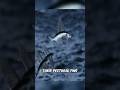 Flying Fish | Nature's Tiny Airplane! #shorts