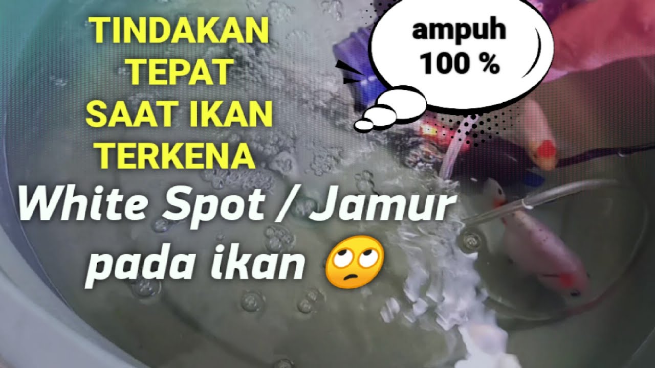 Menyembuhkan white spot pada ikan koki - WAJIB KARANTINA IKAN BARU