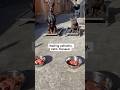 Most Dogs Are Overfed Here’s the Right Way #canidroots #rawdogfood #dobermanpinscher #frenchbulldog