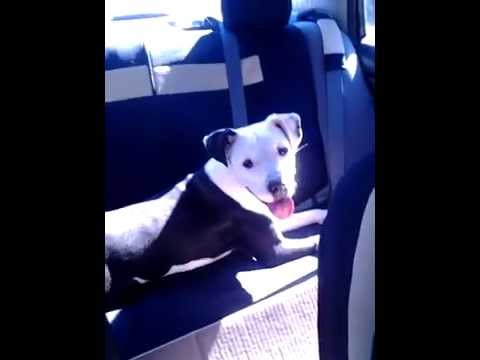 rescue dogs rock nyc Melody earning her name