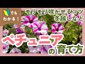【ペチュニアの育て方🌟完全版】モリモリ咲かせるコツや日々のお世話まで!疑問を丸ごと解決します【ガーデニング】【園芸】