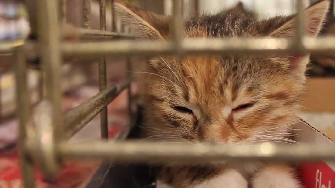 Homeward Bound Animal Rescue Final Cut YouTube