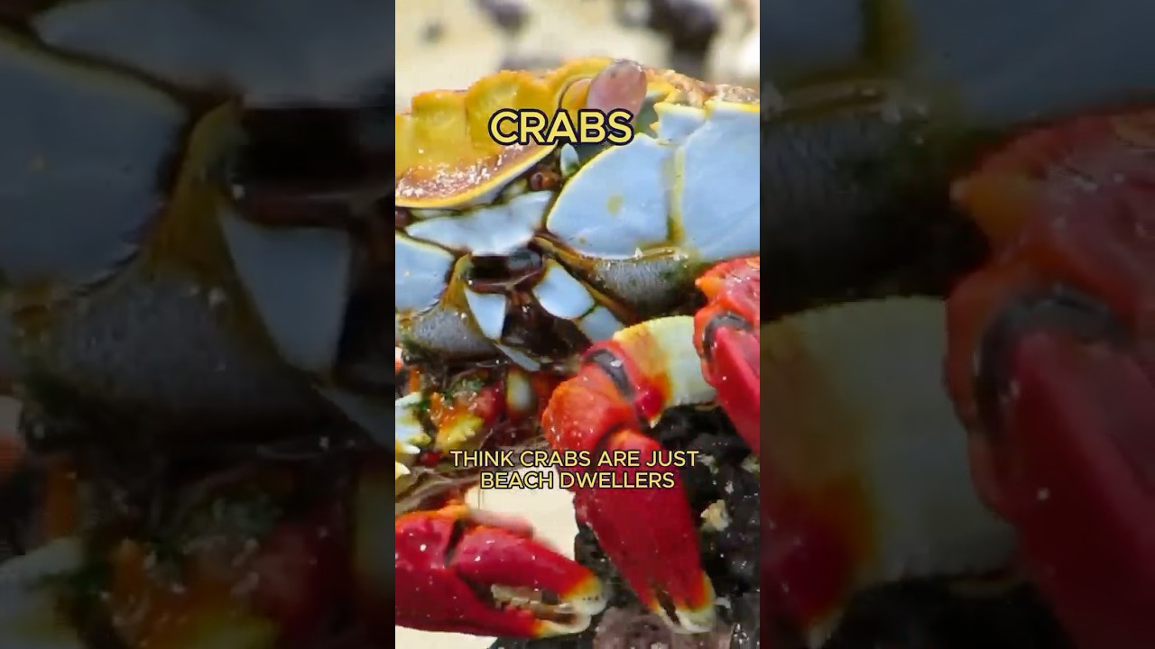 Crab 🦀 | interesting facts about crabs you never heard 