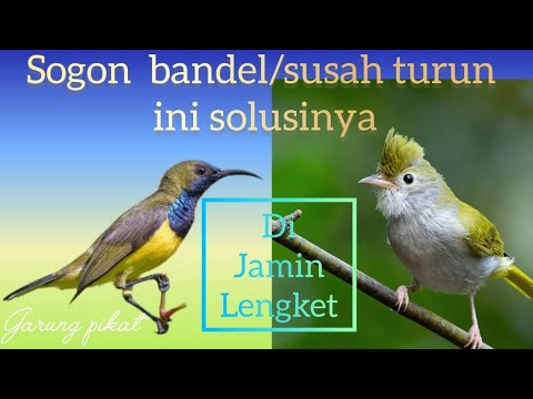 Suara pikat sogon bandel kombinasi dua burung