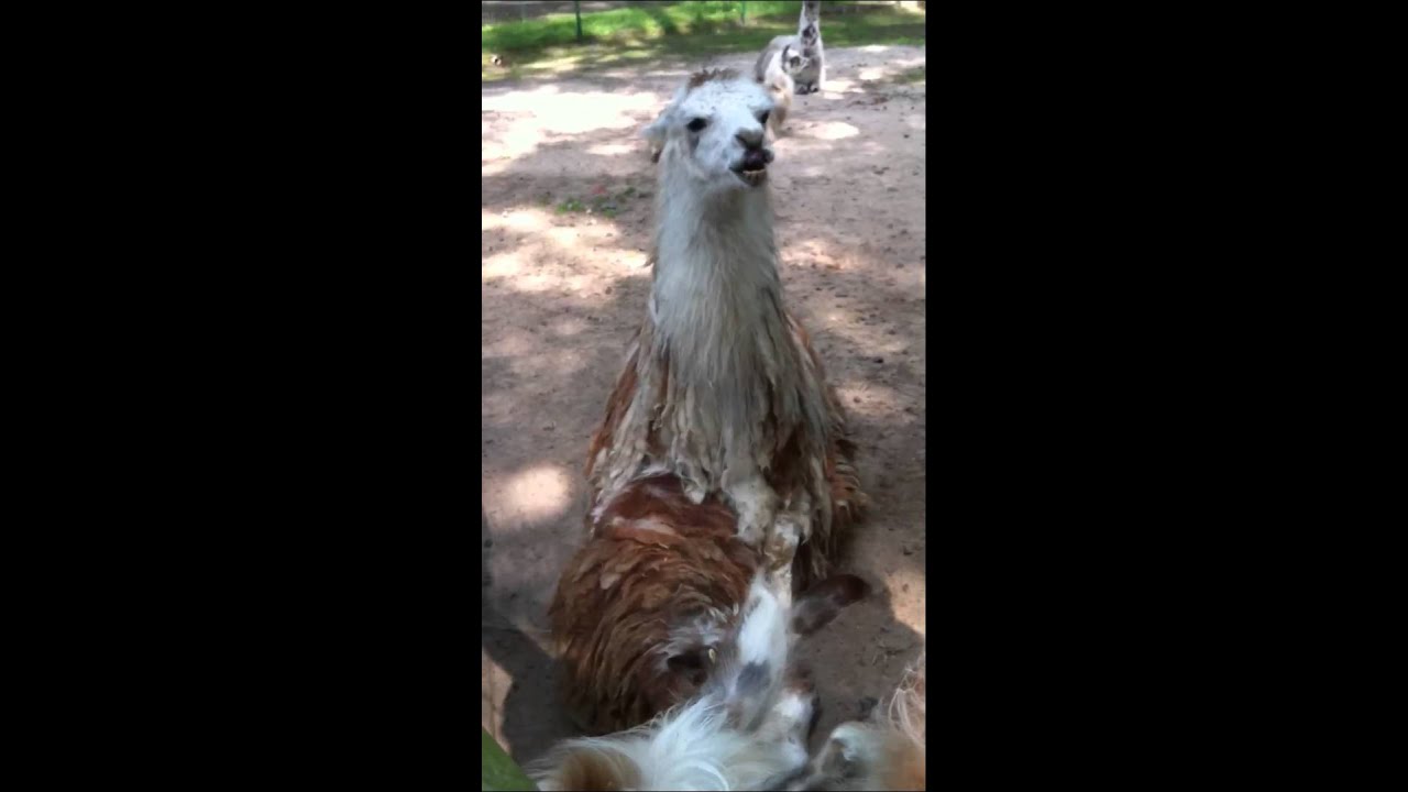 Llama swag