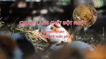 CHUỘT LANG CHẾT BẤT THƯỜNG - NGUYÊN NHÂN & CÁCH KHẮC PHỤC