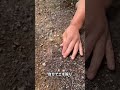 私たちは土の中から巨大な水晶を見つけ、それをプレゼントした