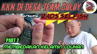 CARA MEMBEDAKAN LOUHAN JANTAN ATAU BETINA | FEAT TEAM COLOY & RADS SELFISH