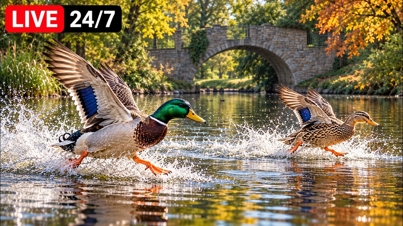 🔴24/7 LIVE NO ADS 🦆Ducks Running on Water • Peaceful Park Ambience ...