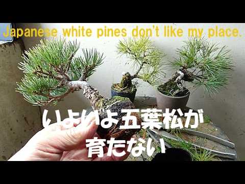 五葉松（かなり年数持ち込み古い）③ 五葉松(かなり年数持ち込み古い) - メルカリ