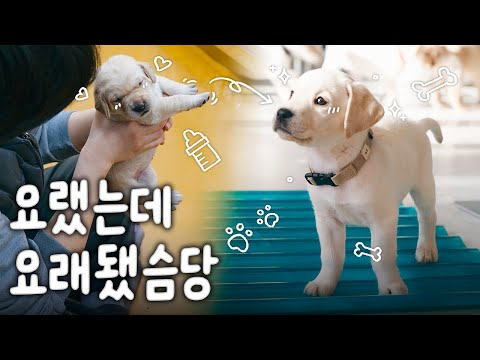 말랑쫀득 3주 차 vs 깨발랄 7주 차 아기 강아지