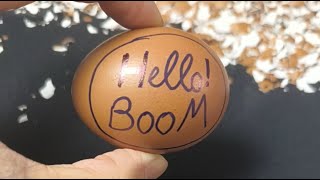 Raw Egg Peeling Asmr Live #37