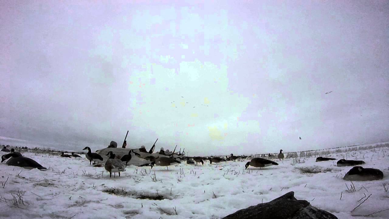 Canada Goose Hunt YouTube