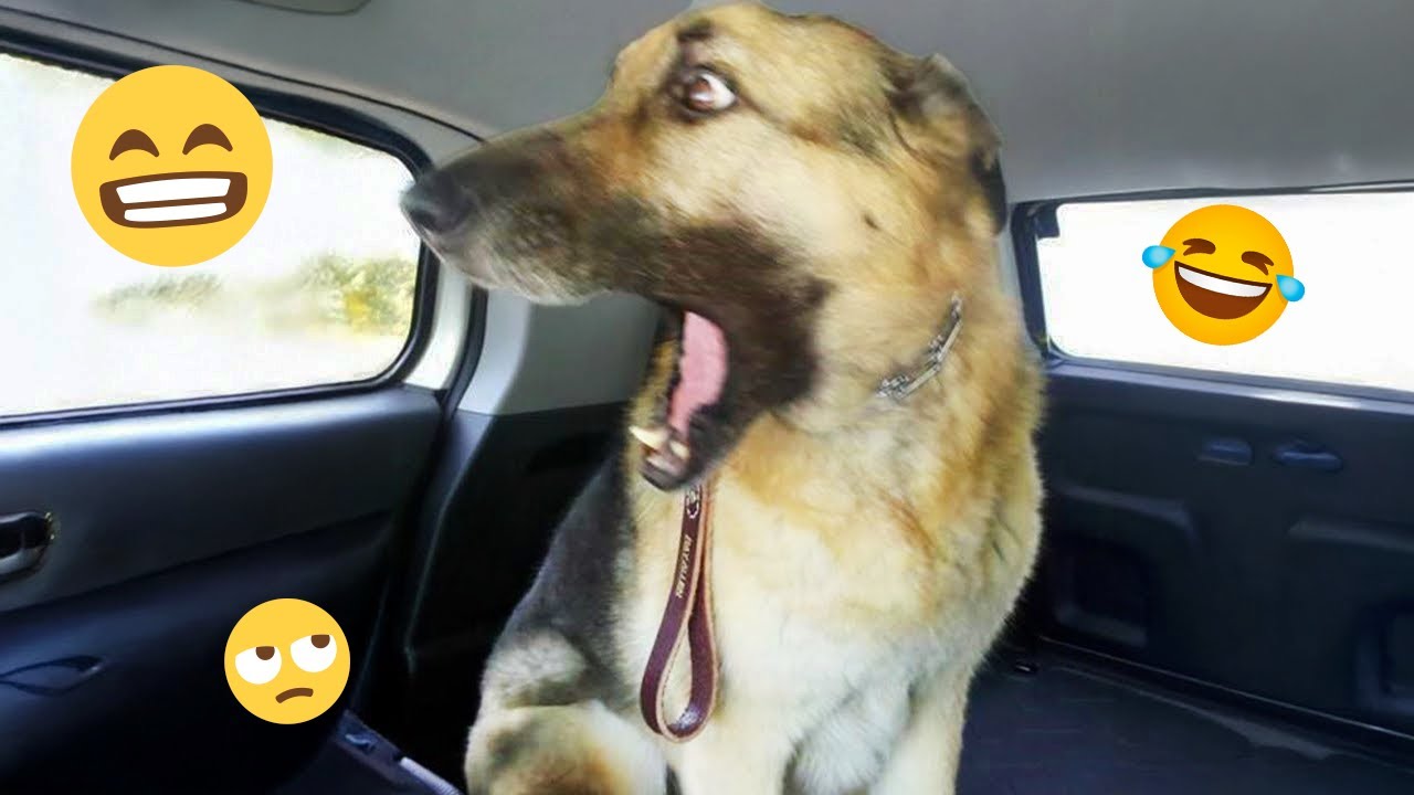 Dogs Being Silly – Best Funny Dog Videos 2025 🐶🤣 Part 46