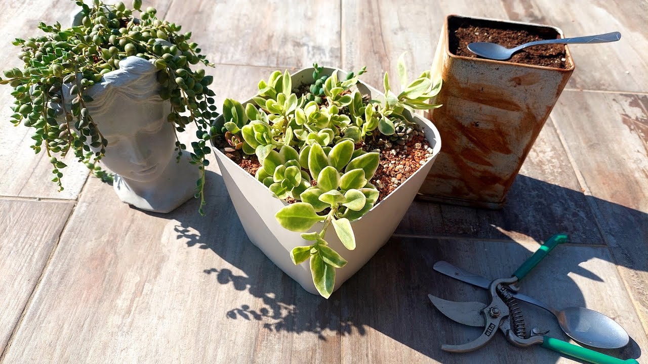 Buz Çiçeği Bakımı Üretimi, Tesbih Çiçeği İle, Veriagate