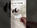 「本田翼ちゃんとAPEXしたい」とネコガミ様にお願いしたらまさかの対応・・【#Shorts】