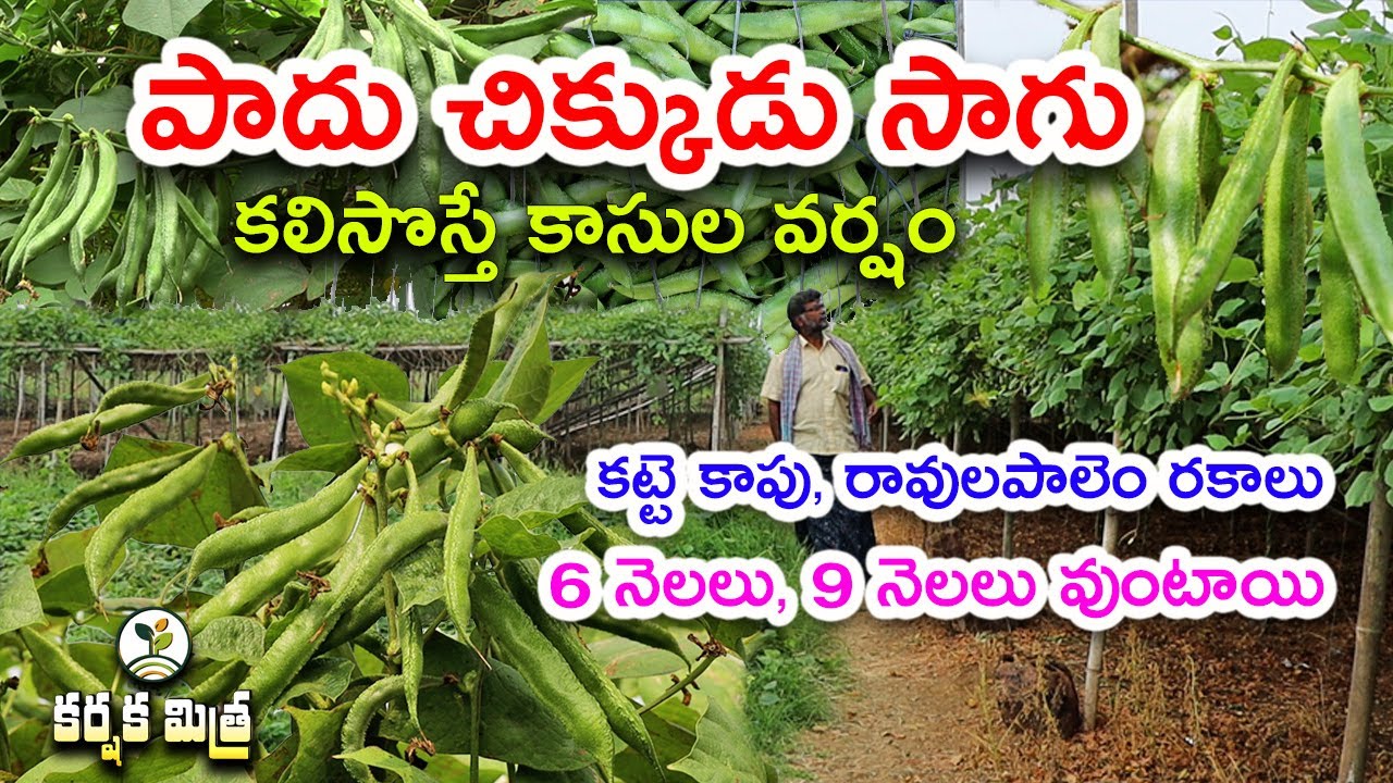 పాదు చిక్కుడు కాయ సాగు భళా || Success Story of Broad bean farming || Karshaka Mitra #agri