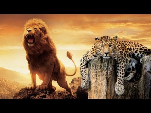 Büyük Kediler  - (ASLAN, KAPLAN, LEOPAR ve JAGUAR)