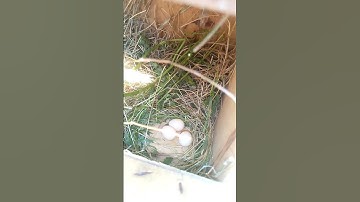 Albino Java Finches Laid Eggs! 🥚 Exciting Breeding Update