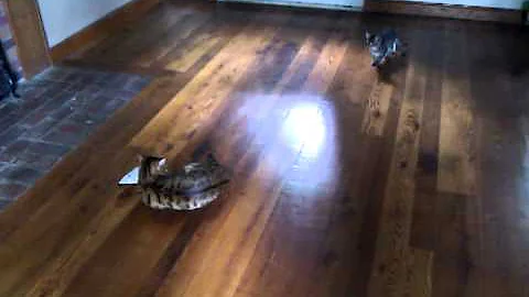 Video 995671: bengal savannah kitten, f3 savannah kitten, bengal kitten meets