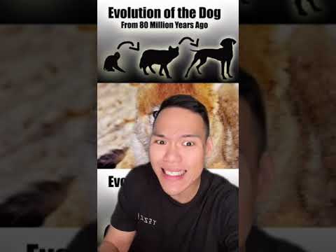Video: Apakah manusia berevolusi dari tikus?