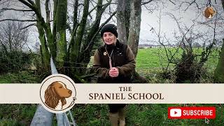 Celebrity Pet Spaniel Fundamentals: HOW TO TEACH YOUR DOG TO RETRIEVE Wealth