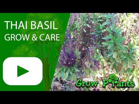 Vidéo: Qu'est-ce que Siam Queen Basil - Conseils pour faire pousser une plante Siam Basil Queen