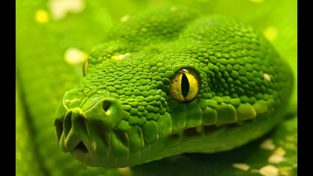 lizard skin grips DRN SATURDAY LIVE STREAM!!!!!!!