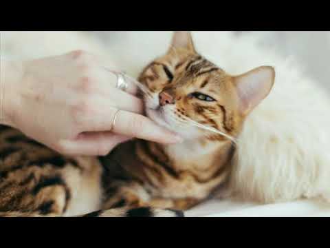 Video: Pet Zabavnih činjenica O Mankskoj Mački
