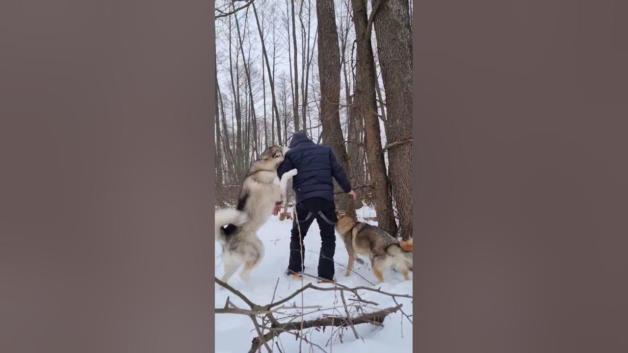 Волков нападение в литве