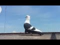 Красивые голуби / Сулуу кептерлер