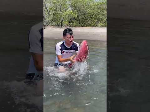 Video: Cómo mantener un sapo salvaje para una mascota