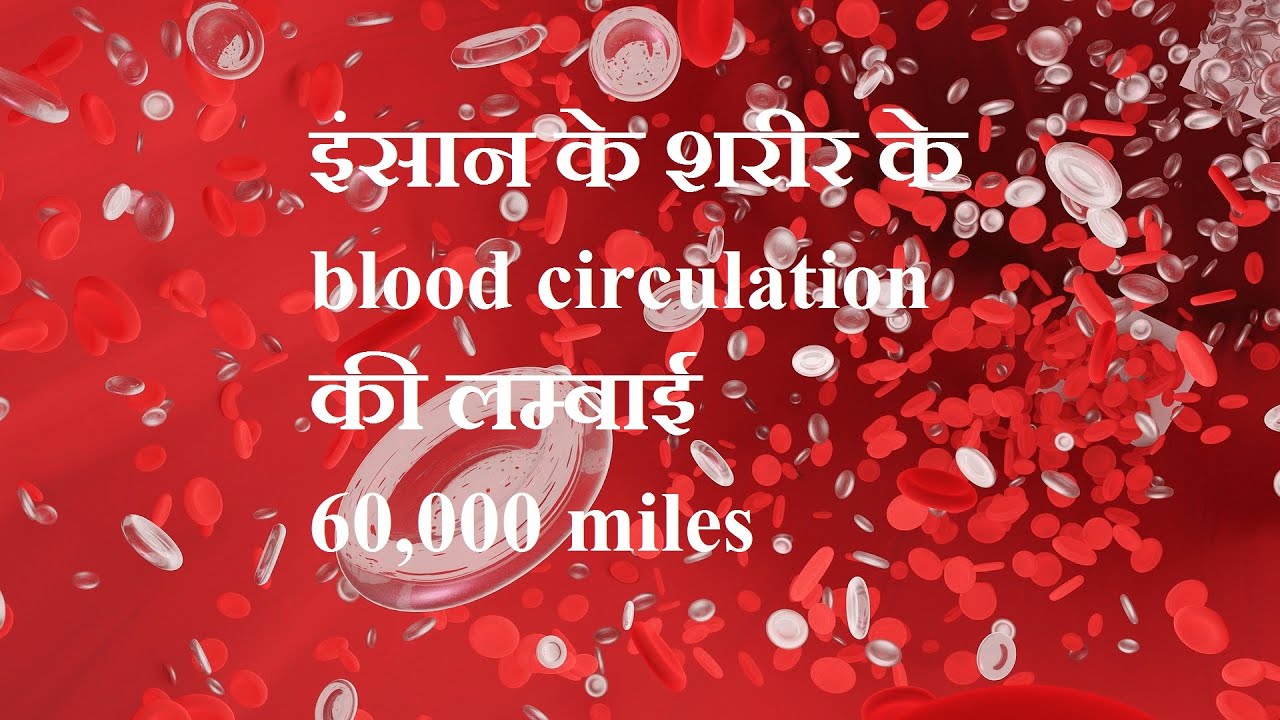 इंसान के शरीर के blood circulation की लम्बाई 60,000 miles है।circulatory system is so long। 