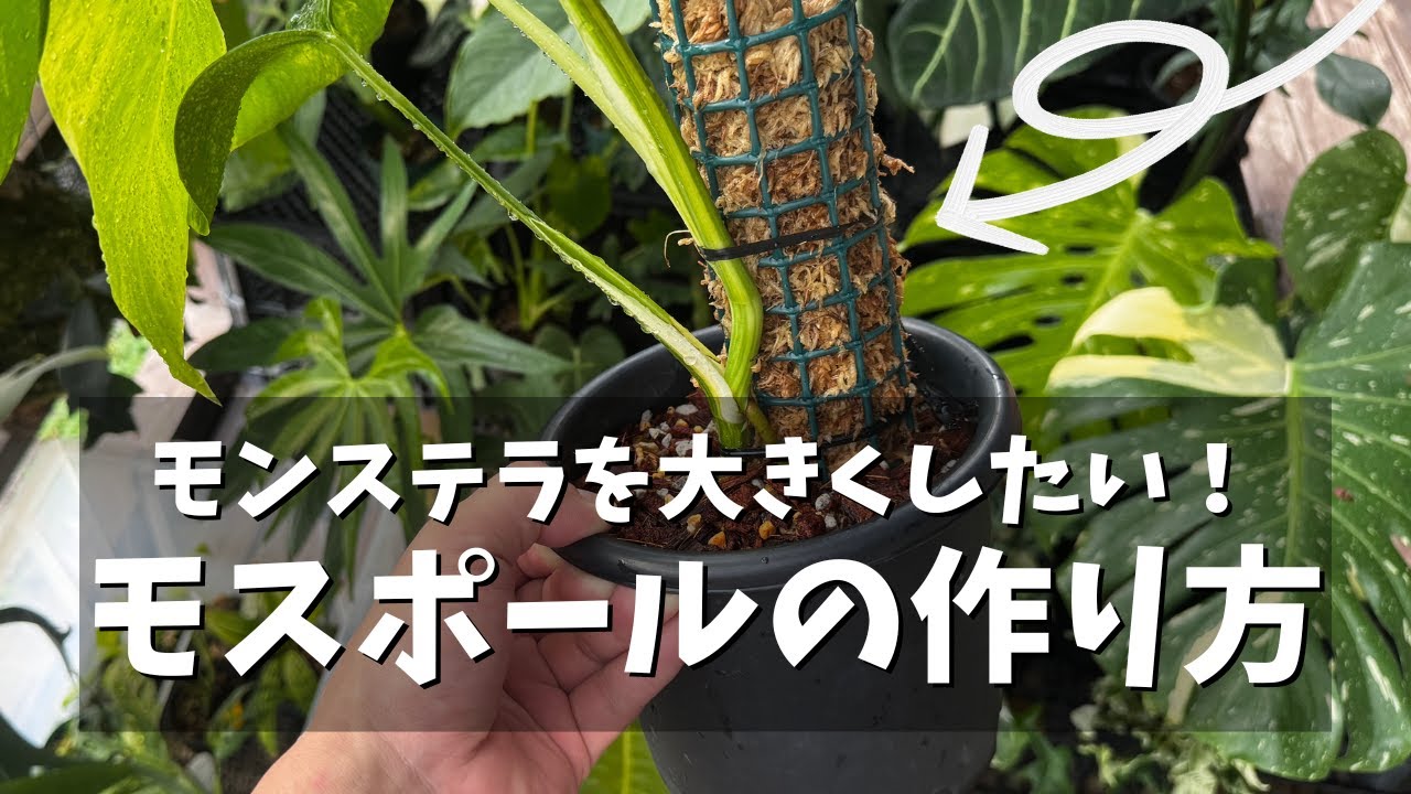 モンステラを大きくしよう！モスポールの作り方と植え替え！【観葉植物】