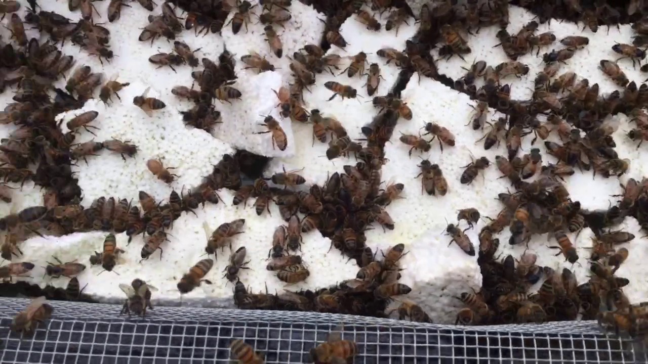 Mann Lake Top Feeder Issues Open Feeding To Empty Them Out Youtube