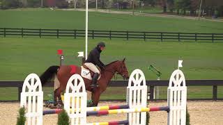 LS Bubala ridden by Peter Leone | $1,000 1.20m Jumper PSJ
