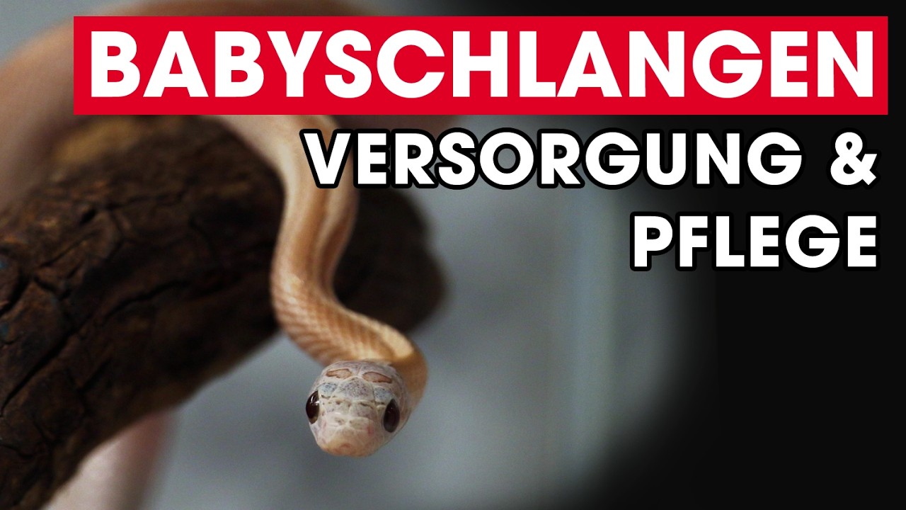 Neue KORNNATTER? 🐍🤔 Tipps zur Quarantäne, Pflege & Fütterung