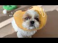 【シーズー】今年も大活躍な福来まめ様の節分は豆まきならぬお豆キャッチ！【犬Vlog】