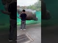 Hippopotamus 🦛 Swimming