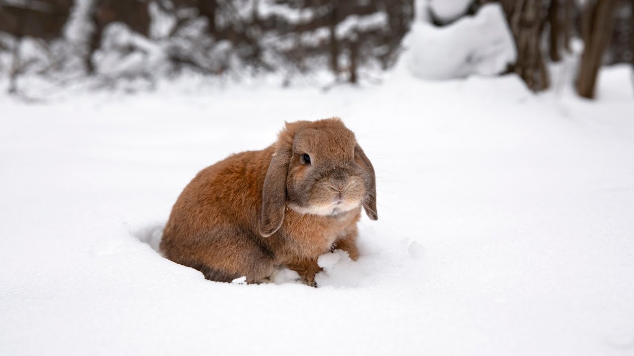 Folk Guitar Traditional Hymns, Peaceful  Music, "Winter Forest Trail" by Open Road Folk Music