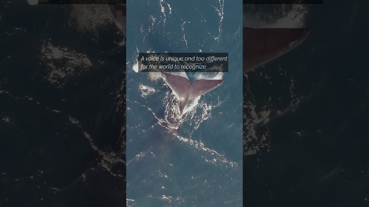 52 Blue - The Loneliest Whale in the Ocean | Little Wildflower #shorts