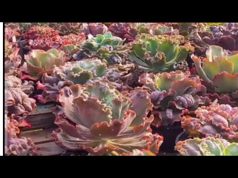 50 MATRIZES DE GIBIFLORAS IDENTIFICADAS