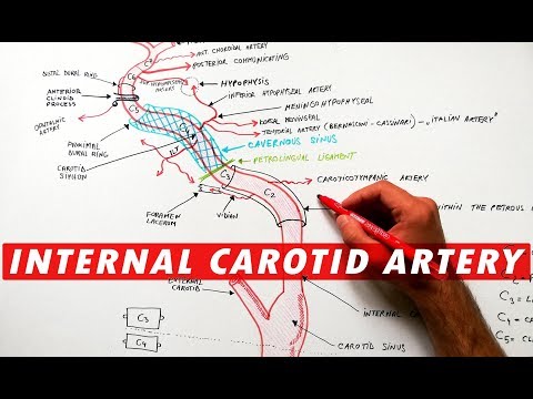 Internal Carotid Artery - Segments & Branches