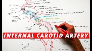 Internal Carotid Artery  Segments & Branches