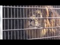 甲府市遊亀公園附属動物園のライオンさん の動画、YouTube動画。