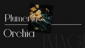 Animated image reveal on hover || html css and js || js animation