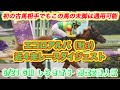 【エコロアルバ】GⅢしらさぎS想定2番人気!サウジアラビアRCの末脚再び✨近4走レースダイジェスト